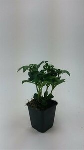 Pachysandra terminalis 'Green Carpet' P9 - afbeelding 12