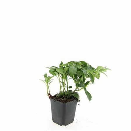 Pachysandra terminalis 'Green Carpet' P9 - afbeelding 10