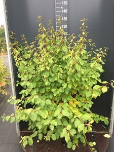 Cornus sanguinea 'Midwinter Fire' 40/50 C. - afbeelding 14