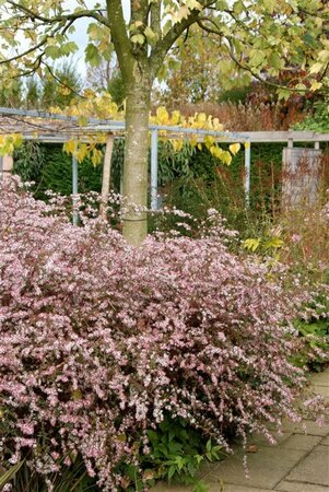 Aster latifolius 'Horizontalis' P9 - afbeelding 4