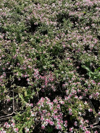 Aster latifolius 'Horizontalis' P9 - afbeelding 2