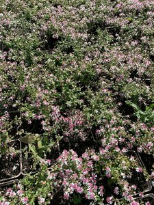 Aster latifolius 'Horizontalis' P9 - afbeelding 2