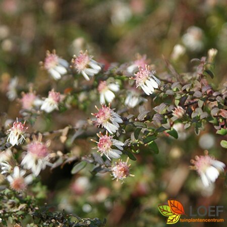 Aster latifolius 'Horizontalis' P9 - afbeelding 1