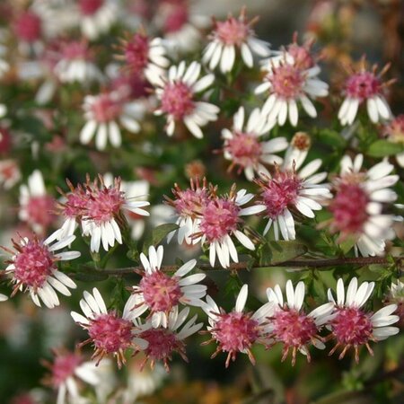 Aster latifolius 'Horizontalis' P9 - afbeelding 6
