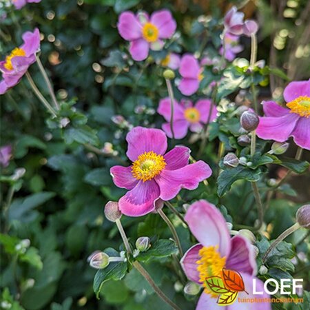 Anemone hupehensis 'Praecox' P9 - afbeelding 1