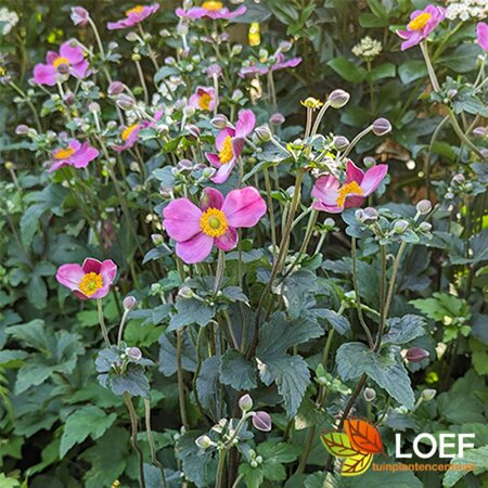 Anemone hupehensis 'Praecox' P9 - afbeelding 3