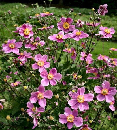 Anemone hupehensis 'Praecox' P9 - afbeelding 5
