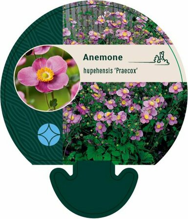 Anemone hupehensis 'Praecox' P9 - afbeelding 4
