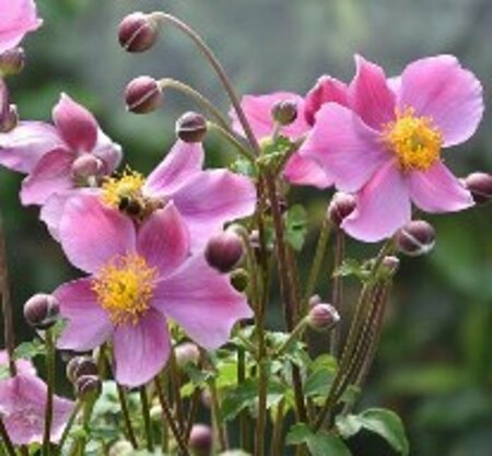Anemone hupehensis 'Praecox' P9 - afbeelding 7
