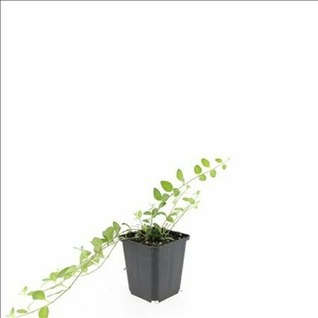 Vinca minor 'Atropurpurea' P9 - afbeelding 13