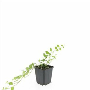 Vinca minor 'Atropurpurea' P9 - afbeelding 13