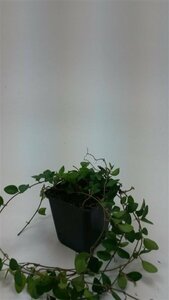 Vinca minor 'Atropurpurea' P9 - afbeelding 4