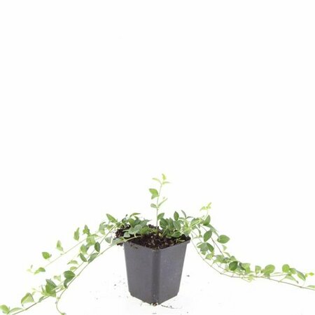 Vinca minor 'Atropurpurea' P9 - afbeelding 3