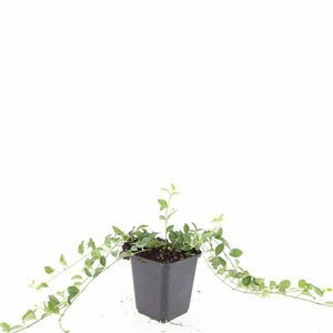 Vinca minor 'Atropurpurea' P9 - afbeelding 3