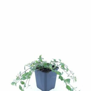 Vinca minor 'Atropurpurea' P9 - afbeelding 8