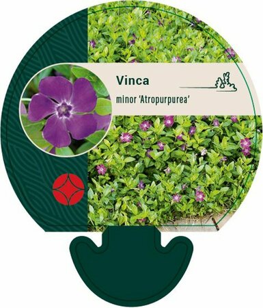 Vinca minor 'Atropurpurea' P9 - afbeelding 14
