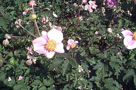 Anemone tomentosa 'Robustissima' P9 - afbeelding 1