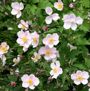 Anemone tomentosa 'Robustissima' P9 - afbeelding 6