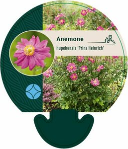 Anemone hupehensis 'Prinz Heinrich' P9 - afbeelding 4