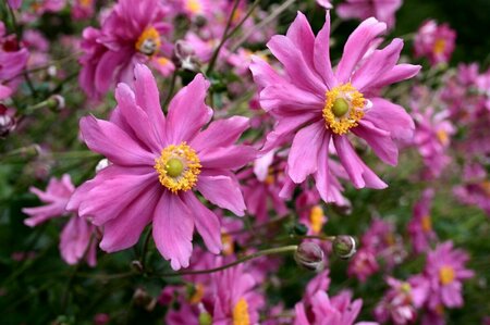 Anemone hupehensis 'Prinz Heinrich' P9 - afbeelding 2