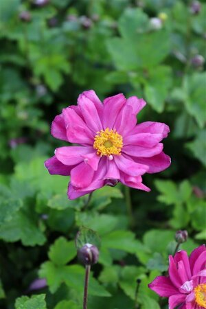 Anemone hupehensis 'Prinz Heinrich' P9 - afbeelding 5