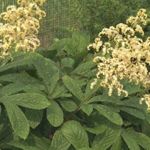 Rodgersia aesculifolia P9 - afbeelding 6