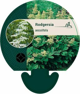Rodgersia aesculifolia P9 - afbeelding 2