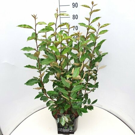 Elaeagnus ebbingei 'Compacta' 25/30 C. - afbeelding 4