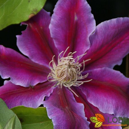 Clematis 'Dr Ruppel' C2 - afbeelding 1