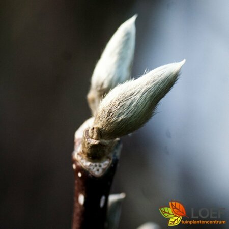 Magnolia stellata 80/100 KL. - afbeelding 6