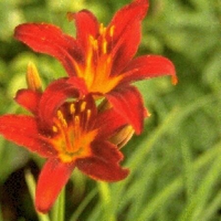 Hemerocallis 'Sammy Russell' P9 - afbeelding 4