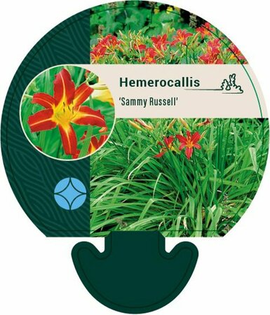 Hemerocallis 'Sammy Russell' P9 - afbeelding 3