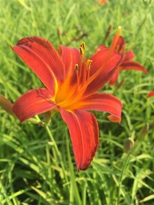 Hemerocallis 'Sammy Russell' P9 - afbeelding 2
