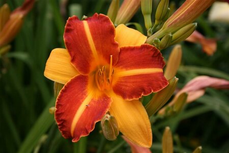 Hemerocallis 'Frans Hals' P9 - afbeelding 6