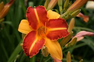 Hemerocallis 'Frans Hals' P9 - afbeelding 6