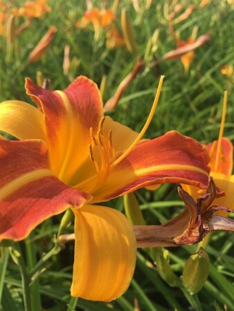 Hemerocallis 'Frans Hals' P9 - afbeelding 5