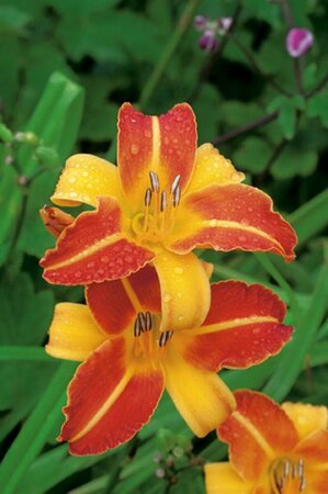 Hemerocallis 'Frans Hals' P9 - afbeelding 3