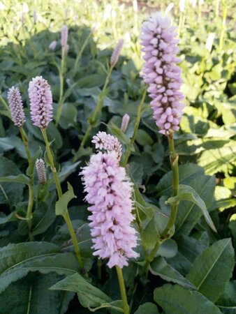 Persicaria bistorta 'Superba' P9 - afbeelding 2