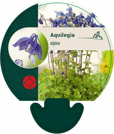 Aquilegia alpina P9 - afbeelding 2