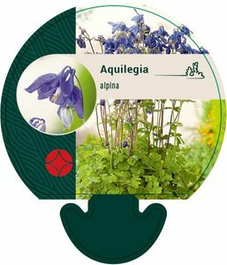 Aquilegia alpina P9 - afbeelding 2