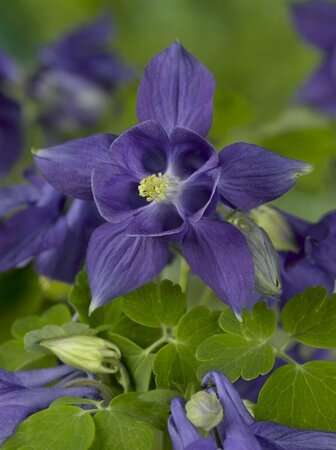 Aquilegia alpina P9 - afbeelding 1
