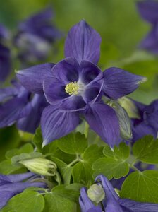 Aquilegia alpina P9 - afbeelding 1