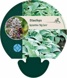 Stachys byzantina 'Big Ears' P9 - afbeelding 1