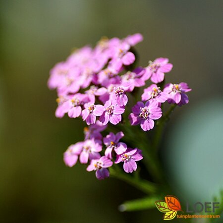 Achillea millefolium 'Lilac Beauty' P9 - afbeelding 4