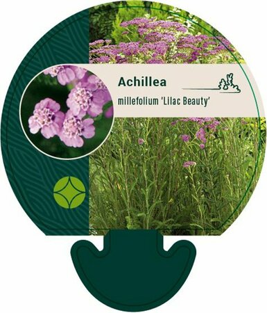 Achillea millefolium 'Lilac Beauty' P9 - afbeelding 1