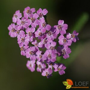 Achillea millefolium 'Lilac Beauty' P9 - afbeelding 5