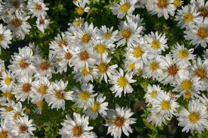 Aster dumosus 'Schneekissen' P9 - afbeelding 1