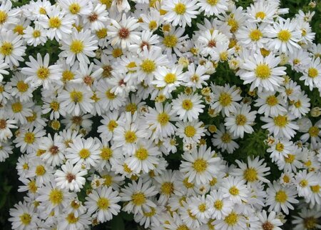 Aster dumosus 'Schneekissen' P9 - afbeelding 2