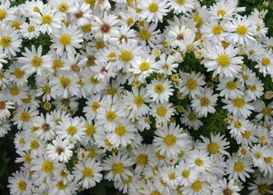 Aster dumosus 'Schneekissen' P9 - afbeelding 2