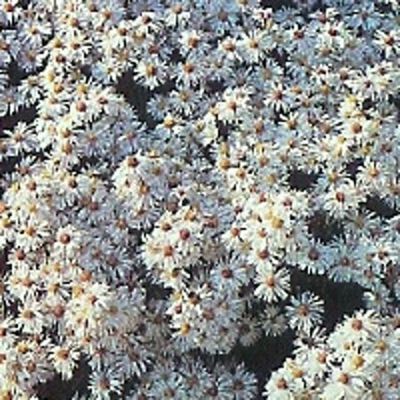 Aster dumosus 'Schneekissen' P9 - afbeelding 3
